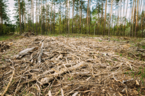 Cleared forest, debris and branches.
